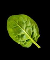 leaf_deco_right