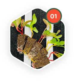 Grown from seed, our crops utilize non-GMO seeds and are grown under a carefully designed environment for optimum germination